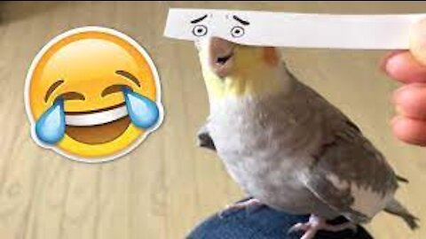 Cockatiel Best Tiktok Compilation | Cockatiel Cute and Funny Videos | Cockatiel Compilation 2021