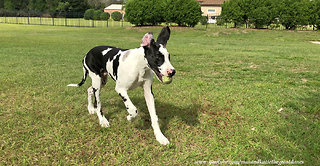 Playful Great Dane Puppy Learns to Fetch a Tennis Ball