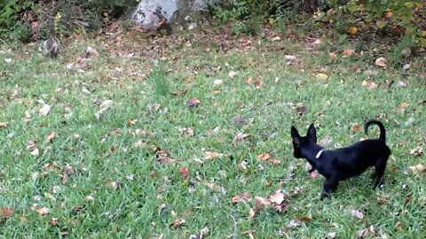 Silly Puppy Chorkie Afraid of a Squirrel