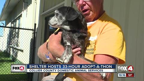 Shelter Hosts 33-Hour Adopt-A-Thon