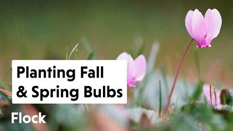 Planting SPRING & FALL BULBS Around the Magnolia — Ep. 053