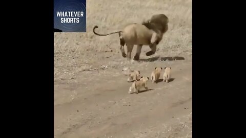 Dad lion tries to run away from family responsibilities #shorts #lion #animals #family #dad