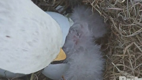 An eaglet has hatched, watch it break out of the shell