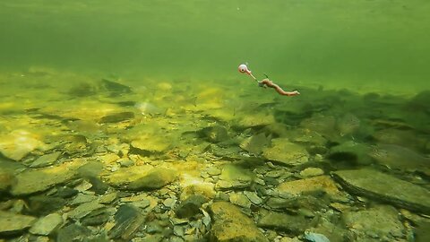 Smallmouth Bass in Shebandowan Lake