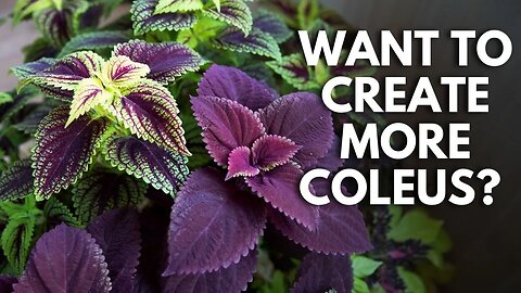 Plant Propagators: Take Coleus Cuttings to Create New Plants ✂💜