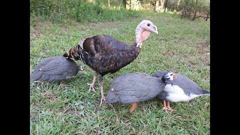 Guinea Fowl Alarm System At Work