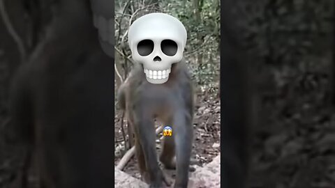 Monkey rages on person 😱 #monkey #yourubeshorts