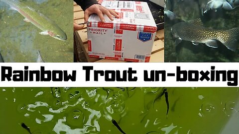 Rainbow Trout Fingerlings UN-BOXING- fish for aquaponics (hybrid aquaponic system)