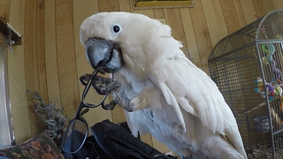 Cockatoo repeatedly yanks off man's glasses, laughs at own prank