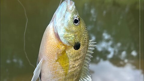 Fishing adventure 9/17/23: This creek is on fire!