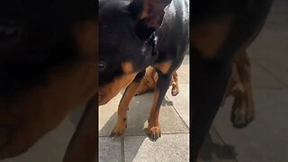 Cute dog goes for a walk #shorts #short #viral #trending #subscribe