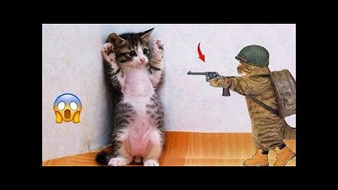 Epic Showdown: Funniest Cat vs. Hilarious Dogs and Cats Videos Compilation!