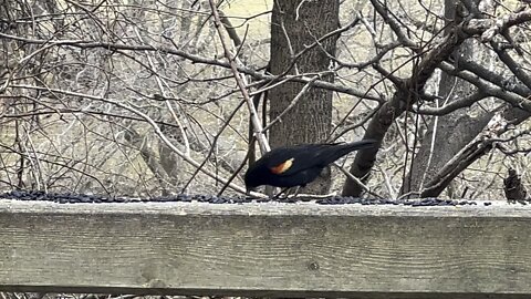 Red Tipped Black Bird gang