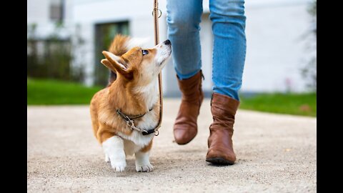 Teach ANY dog to walk nice on the leash | 5 MINUTE DOG TRAINING RESULTS!