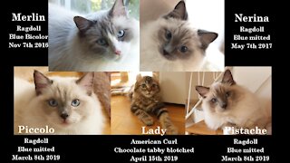 Meet 4 Ragdolls and 1 Little Lady