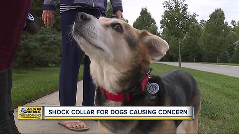 Should you use a shock collar on your dog?