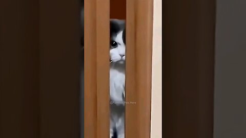 Funniest Cats And Dogs videos.