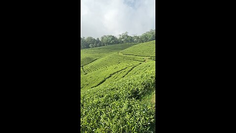 Tea garden