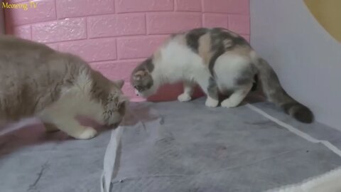 The mother cat giving birth with difficulty is always visited by another interested cat - The End12