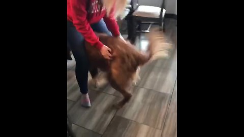 Golden Retriever "dances" during back scratches