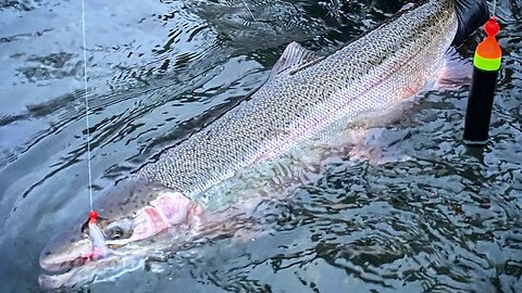 Low Water STEELHEAD Fishing INSANITY!! (They're STACKED!)