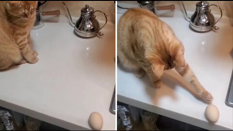 Curious Cat playing with an egg