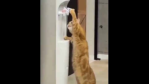 Funny Cute Cate video