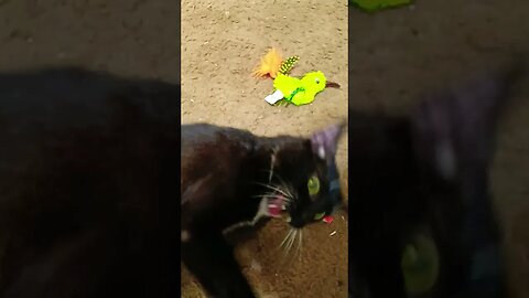 Kitty having fun #youtubeshorts #shortsfeed #shortsvideo #catlover #catshorts #cat