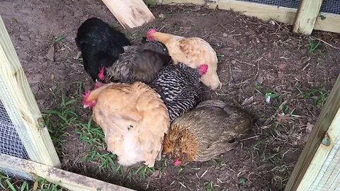 Dust Bath Party!! Throwback to 2016, after building our 2nd coop :)