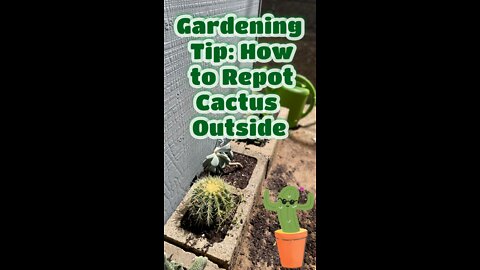 Gardening Tip: How to Repot Cactus Outside!