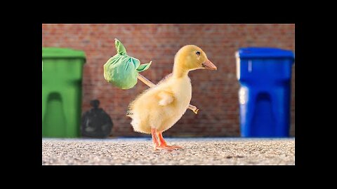 The Runaway Duckling