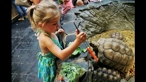 Feeding My Pet Alligator Snapping Turtle! 😱🍗🐢 #shorts #turtle