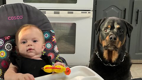 Rottweiler Raises A Baby