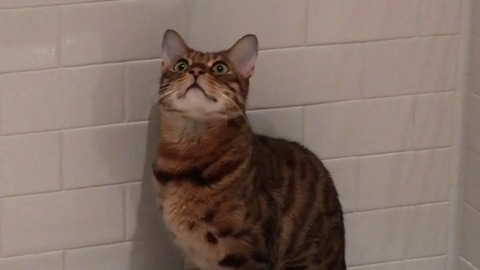 Bengal cat really hates the shower head!