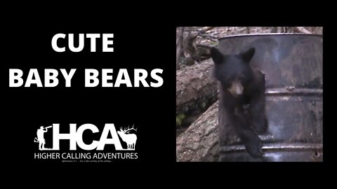 Cute Baby Bears | Are Baby Bears Cutier Than Baby Yoda? | Elk Whitetail Deer Turkey Bow Archery Hunting