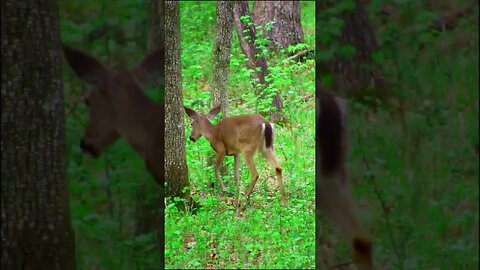 Deer in the forest