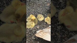 All 8 goslings - we lost two during the flood