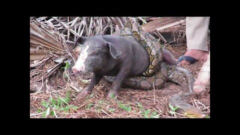 Ataque voraz de una serpiente pitón al cerdo domestico