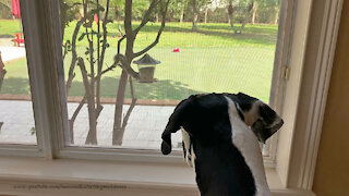 Great Danes Watch Acrobatic Squirrel Enjoy Breakfast