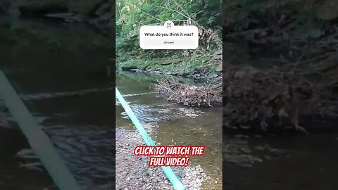 🎣🎣 SCARY Wild Animal Encounter #Creekfishing #wildanimals