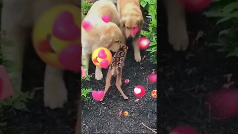 Cute Labrador playing with baby deer....😍😍😍😍