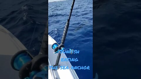 sunfish decided to chew on the sea anchor #fishing #livebait #kitefishing #molamola #goaway