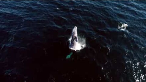 Incroyables images aériennes de baleines grises en Californie