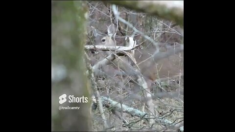 Deer in the forest