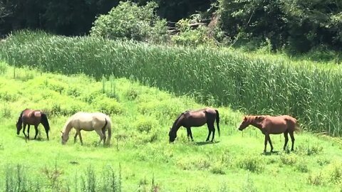 Brumbies join each other after having feet trimmed