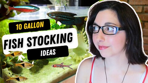 Beautiful Fish For Your 10 Gallon Tank | 10 Gallon Aquarium Stocking Ideas