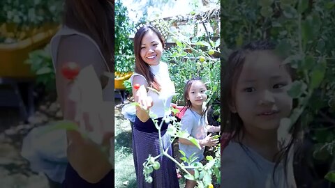 Best part of gardening #shorts #viral #tomato #harvest #gardening #vegetables #urbangardening