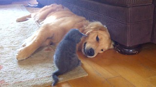 Brave kitten pounces on Golden Retriever