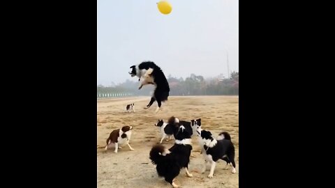 Dogs play football