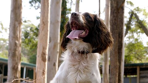 Dogs Trained To Rescue Koalas From Australian Bushfires